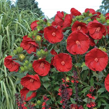 Hibiscus x Summerific Cranberry Crush (Photo: Walters Gardens, Inc)