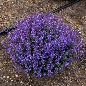 Nepeta Cat's Pajamas (Photo: Walters Gardens, Inc)