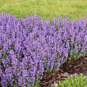 Nepeta Cat's Pajamas (Photo: Walters Gardens, Inc)