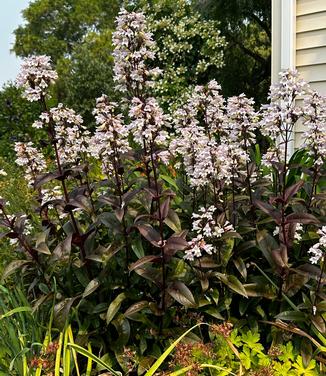 Penstemon digitalis 'Onyx and Pearls' - Beardtongue from Pleasant Run Nursery