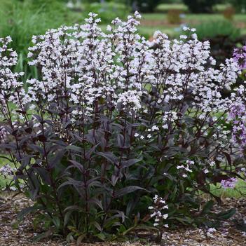 Penstemon digitalis Onyx and Pearls (Photo: Walters Gardens Inc)