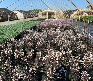 Penstemon digitalis 'Onyx and Pearls' - Beardtongue from Pleasant Run Nursery