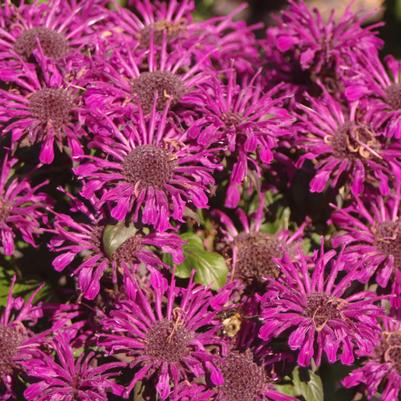 Monarda didyma Sugar Buzz® 'Rockin' Raspberry'