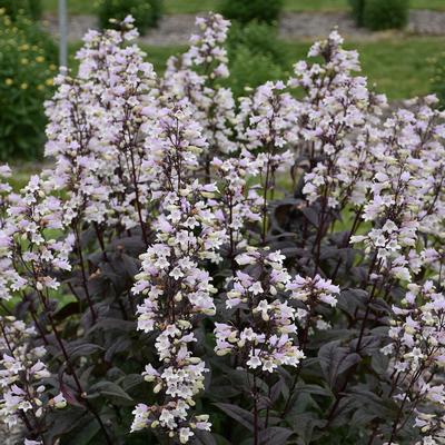 Penstemon digitalis Onyx and Pearls (Photo: Walters Gardens Inc)