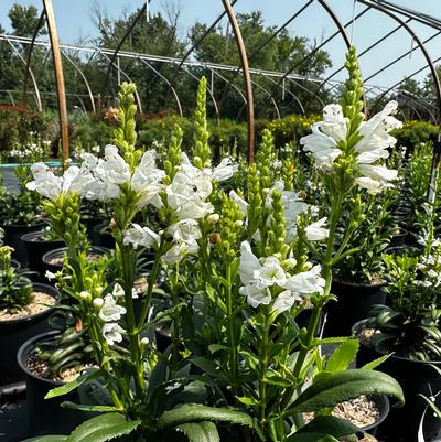 Physostegia virginiana Miss Manners