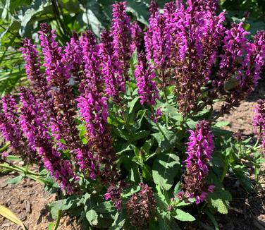 Salvia nemerosa 'Bumbleberry' - Meadow Sage from Pleasant Run Nursery