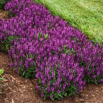 Salvia nemorosa Bumbleberry (Photo: Walters Gardens, Inc)