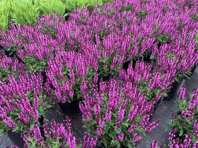 Salvia nemorosa Bumbleberry