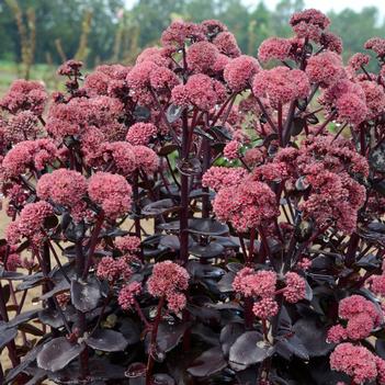 Sedum x Night Embers (Photo: Walters Gardens, Inc)