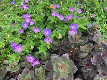 Sedum x 'Night Embers' - w/ Geranium