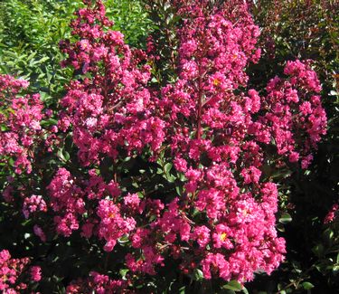 Lagerstroemia x Pink Velour™- Crapemyrtle