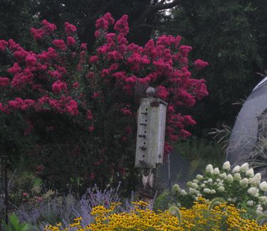 Lagerstroemia x Pink Velour™ - Crapemyrtle