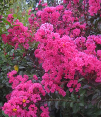 Lagerstroemia x Pink Velour™ (Whit III)