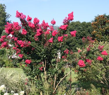 Lagerstroemia x Pink Velour™ (Whit III)