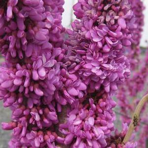 Cercis chinensis Kay's Early Hope