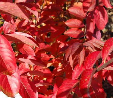 Lagerstroemia x Pink Velour™ (Whit III) Fall Color