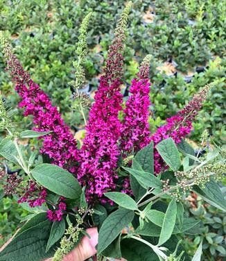 Buddleia x Lo & Behold Ruby Chip (Photo Proven Winners)