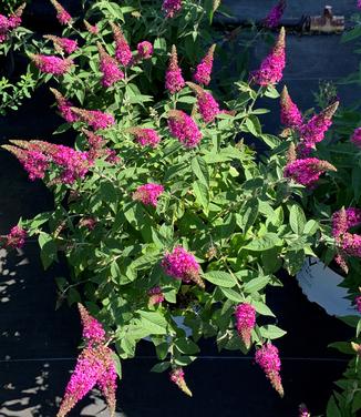 Buddleia x Lo & Behold Ruby Chip - Butterfly Bush from Pleasant Run Nursery