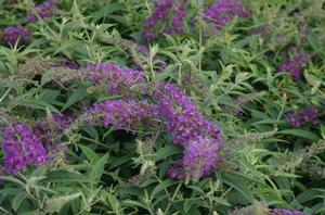 Buddleia x Lo & Behold® 'Purple Haze'