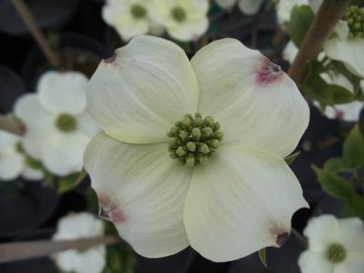 Cornus florida Cloud 9 (Photo: Nelson and Sons)