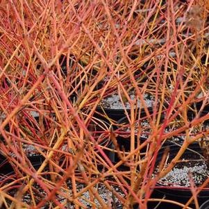 Cornus sanguinea Arctic Sun®