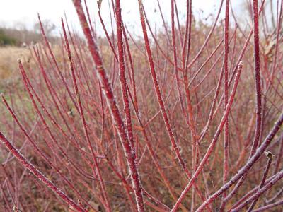 Cornus sericea Arctic Fire? 'Red' (Photo: Proven Winners)