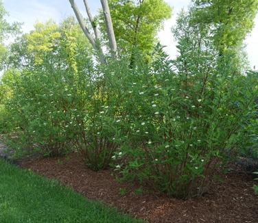 Cornus sericea Arctic Fire? 'Red' (Photo: Proven Winners)