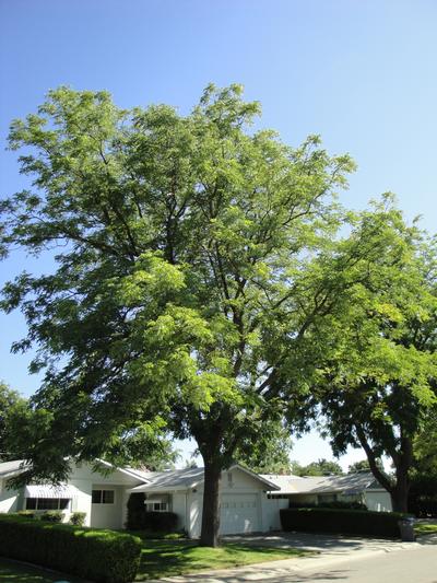 Gymnocladus dioicus Espresso (Photo J. Frank Schmidt & Son)