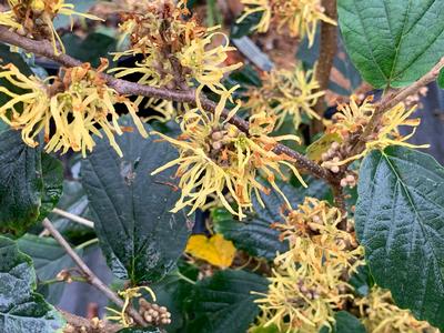 Hamamelis virginiana 'Sunglow' - Common Witchhazel from Pleasant Run Nursery