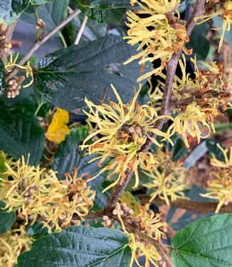 Hamamelis virginiana 'Sunglow' - Common Witchhazel from Pleasant Run Nursery