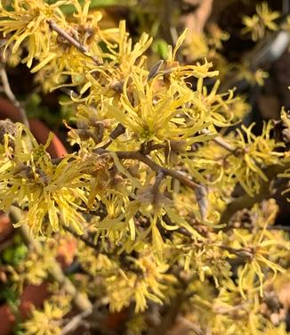 Hamamelis virginiana 'Sunglow' - Common Witchhazel from Pleasant Run Nursery