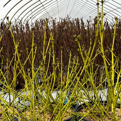 Cornus sericea (stolonifera) Arctic Fire® Yellow