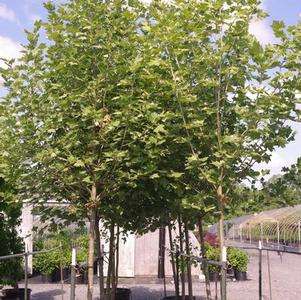 Platanus x acerifolia Exclamation!™