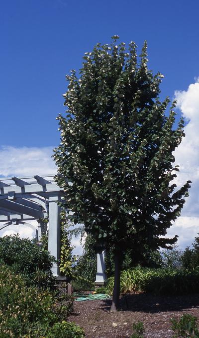 Tilia tomentosa Green Mountain (Photo J. Frank Schmidt & Son)