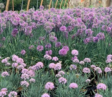 Allium senescens 'Blue Eddy' - Spiral Onion - German Garlic (Front)