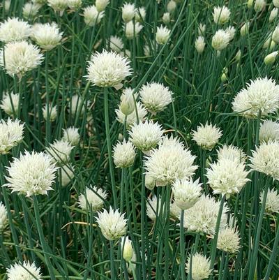 Allium schoenoprasum Snowcap