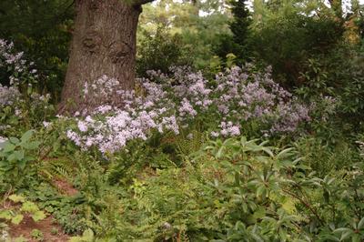 Aster cordifolius 'Avondale'