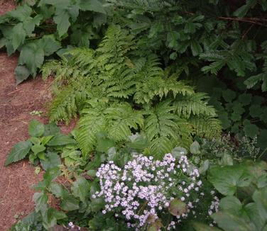 Aster cordifolius 'Avondale'