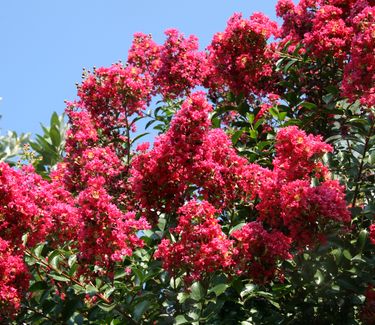 Lagerstroemia x 'Tonto'