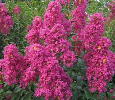 Lagerstroemia x Tonto 