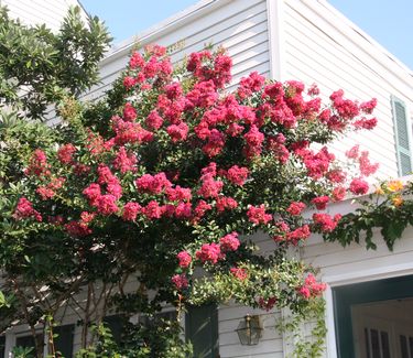 Lagerstroemia x 'Tonto'