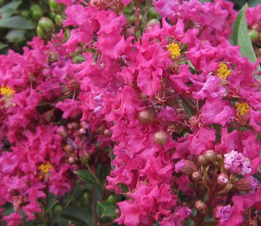 Lagerstroemia x 'Tonto' - Crapemyrtle