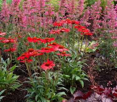 Echinacea purpurea Kismet 'Red' (Photo courtesy of TERRA NOVA Nurseries, Inc.)