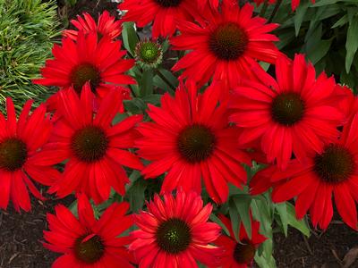 Echinacea purpurea Kismet 'Red' (Photo courtesy of TERRA NOVA Nurseries, Inc.)