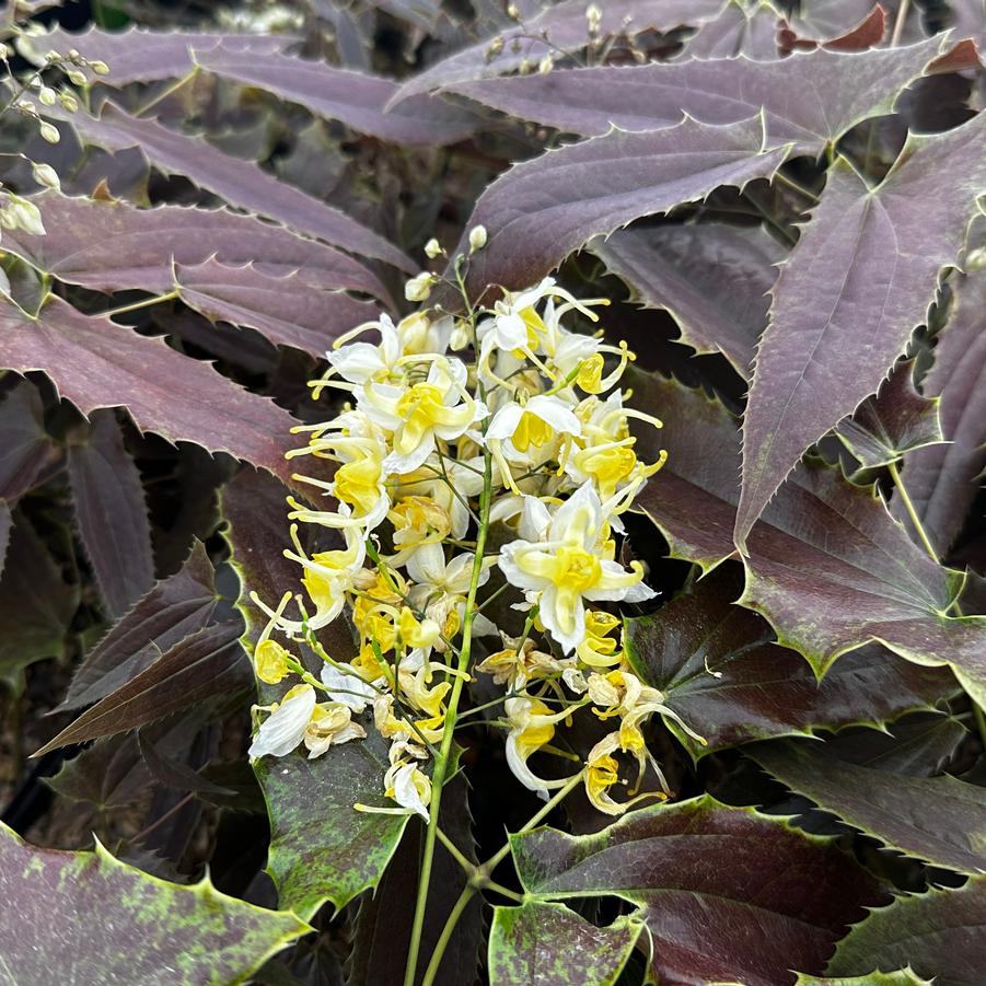 Epimedium wushanense 'Sandy Claws' - Barrenwort from Pleasant Run Nursery