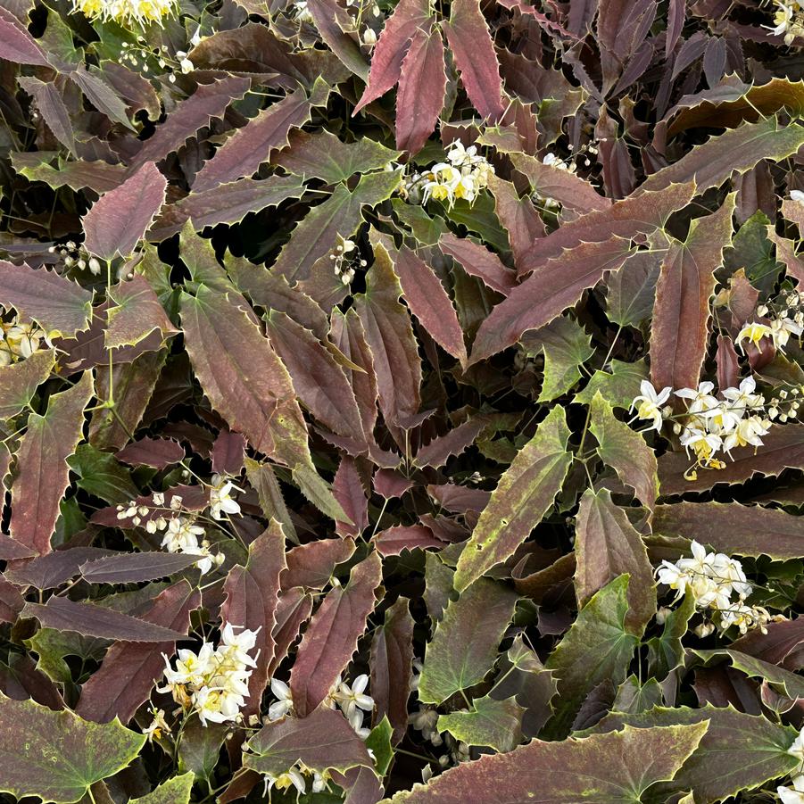 Epimedium wushanense 'Sandy Claws' - Barrenwort from Pleasant Run Nursery