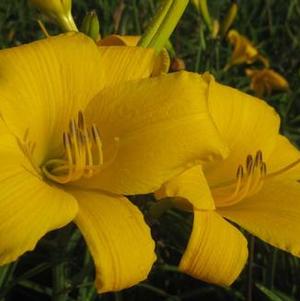 Hemerocallis Buttered Popcorn