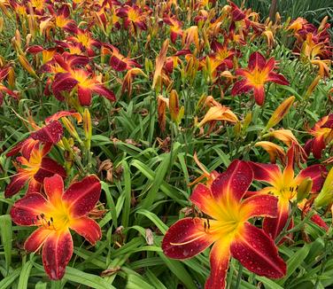 Hemerocallis Rainbow Rhythm 'Ruby Spider' - Daylily from Pleasant Run Nursery