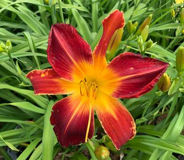 Hemerocallis Rainbow Rhythm 'Ruby Spider' - Daylily from Pleasant Run Nursery