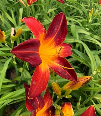 Hemerocallis Rainbow Rhythm 'Ruby Spider' - Daylily from Pleasant Run Nursery